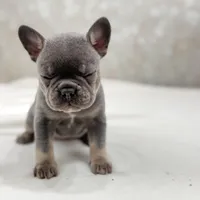 Nova, a female French Bulldog for sale in Kent, WA – Photo 6 of 7