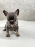 Nova, a female French Bulldog for sale in Kent, WA – Photo 5 of 6