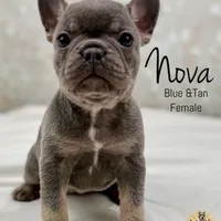 Nova, a female French Bulldog for sale in Kent, WA – Photo 2 of 7
