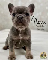 Nova, a female French Bulldog for sale in Kent, WA – Photo 1 of 6