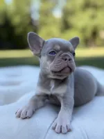 Sand, a female French Bulldog for sale in Kent, WA – 3 of 4