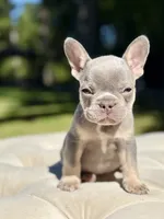 Sol, a male French Bulldog for sale in Kent, WA – 4 of 4