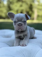 Tide, a male French Bulldog for sale in Kent, WA – 2 of 5