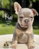 Kia, a male French Bulldog for sale in Kent, WA – 1 of 4