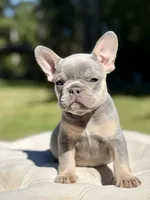 Ray, a male French Bulldog for sale in Kent, WA – 6 of 8