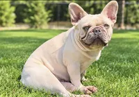Delta, a female French Bulldog for sale in Kent, WA – 2 of 4