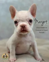 Margot, a female French Bulldog for sale in Kent, WA – Photo 1 of 6