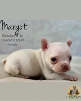 Margot, a female French Bulldog for sale in Kent, WA – Photo 6 of 6