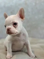 Margot, a female French Bulldog for sale in Kent, WA – Photo 4 of 6