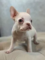 Margot, a female French Bulldog for sale in Kent, WA – Photo 3 of 6