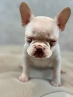 Margot, a female French Bulldog for sale in Kent, WA – Photo 5 of 6