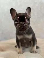 Eleanor, a female French Bulldog for sale in Kent, WA – Photo 2 of 7