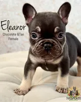 Eleanor, a female French Bulldog for sale in Kent, WA – Photo 7 of 7