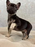 Eleanor, a female French Bulldog for sale in Kent, WA – Photo 6 of 7