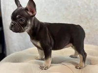 Eleanor, a female French Bulldog for sale in Kent, WA – Photo 3 of 7