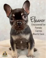 Eleanor, a female French Bulldog for sale in Kent, WA – Photo 1 of 7