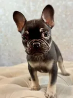 Eleanor, a female French Bulldog for sale in Kent, WA – Photo 4 of 7