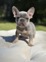 Pearl, a female French Bulldog for sale in Kent, WA – 6 of 7
