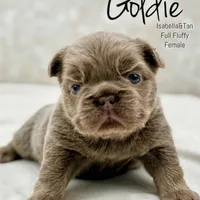 Goldie , a female French Bulldog for sale in Kent, WA – Photo 2 of 8