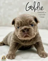 Goldie , a female French Bulldog for sale in Kent, WA – Photo 1 of 7