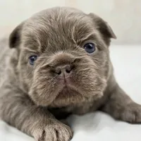 Goldie , a female French Bulldog for sale in Kent, WA – Photo 7 of 8