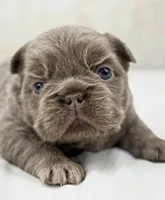 Goldie , a female French Bulldog for sale in Kent, WA – Photo 5 of 7