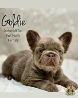 Goldie , a female French Bulldog for sale in Kent, WA – Photo 1 of 8
