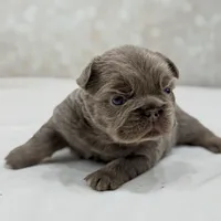 Goldie , a female French Bulldog for sale in Kent, WA – Photo 6 of 8