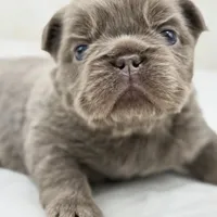 Goldie , a female French Bulldog for sale in Kent, WA – Photo 3 of 8