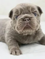 Goldie , a female French Bulldog for sale in Kent, WA – Photo 2 of 7