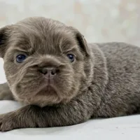 Goldie , a female French Bulldog for sale in Kent, WA – Photo 4 of 8