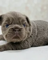 Goldie , a female French Bulldog for sale in Kent, WA – Photo 3 of 7