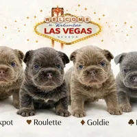 Goldie , a female French Bulldog for sale in Kent, WA – Photo 8 of 8