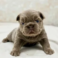 Goldie , a female French Bulldog for sale in Kent, WA – Photo 5 of 8