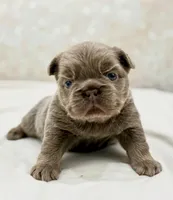 Goldie , a female French Bulldog for sale in Kent, WA – Photo 6 of 7