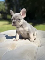 Coral, a female French Bulldog for sale in Kent, WA – 5 of 5