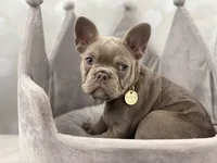 Honey- Isabella&Tan, a female French Bulldog for sale in Kent, WA – Photo 7 of 10