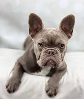 Honey- Isabella&Tan, a female French Bulldog for sale in Kent, WA – Photo 3 of 10