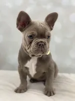 Honey- Isabella&Tan, a female French Bulldog for sale in Kent, WA – Photo 9 of 10