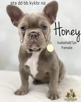 Honey- Isabella&Tan, a female French Bulldog for sale in Kent, WA – Photo 2 of 10