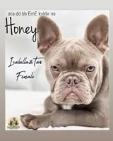 Honey- Isabella&Tan, a female French Bulldog for sale in Kent, WA – Photo 1 of 10