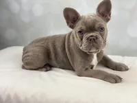 Honey- Isabella&Tan, a female French Bulldog for sale in Kent, WA – Photo 6 of 10