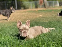 Honey- Isabella&Tan, a female French Bulldog for sale in Kent, WA – Photo 5 of 10