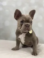 Honey- Isabella&Tan, a female French Bulldog for sale in Kent, WA – Photo 8 of 10