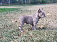 Honey- Isabella&Tan, a female French Bulldog for sale in Kent, WA – Photo 4 of 10