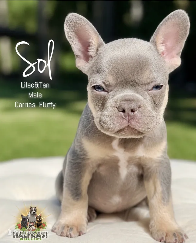 Sol – French Bulldog puppy for sale in Kent, WA