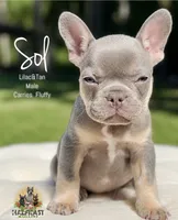 Sol, a male French Bulldog for sale in Kent, WA – 1 of 4