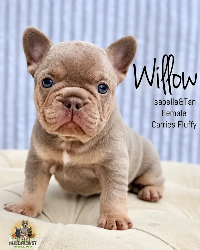 Willow – French Bulldog puppy for sale in Kent, WA