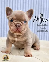 Willow, a female French Bulldog for sale in Kent, WA – 1 of 2