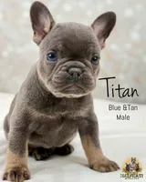 Titan, a male French Bulldog for sale in Kent, WA – Photo 1 of 4